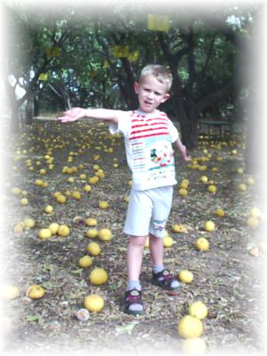 Grapefruits rain - Holy Land spring is almost over: 1 April 2001