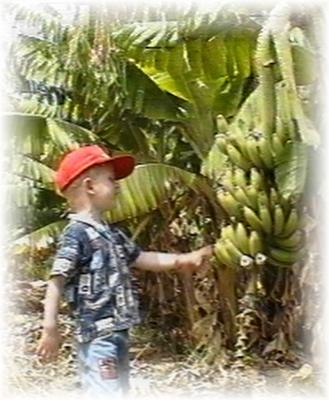 Jericho banana plantations